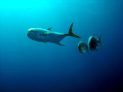 Renzo Seravalle
Jack's, taken in Freeport, Bahamas. Cibe... by Renzo Seravalle 